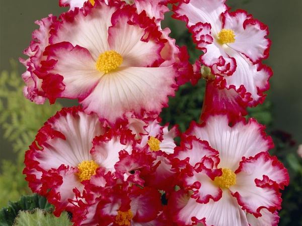 Бегония клубневая Crispa Marginata White Red