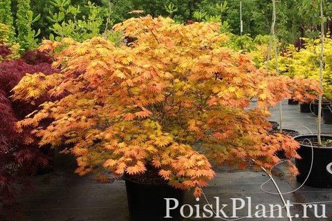 Клен Ширасавы Autumn Moon
