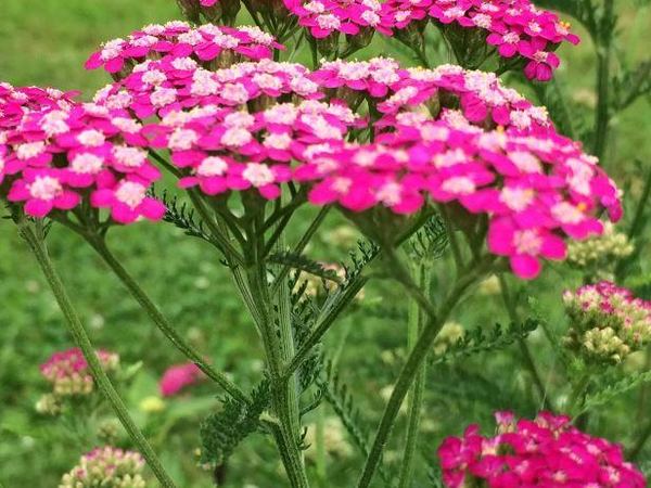 Тысячелистник обыкновенный Cerise Queen