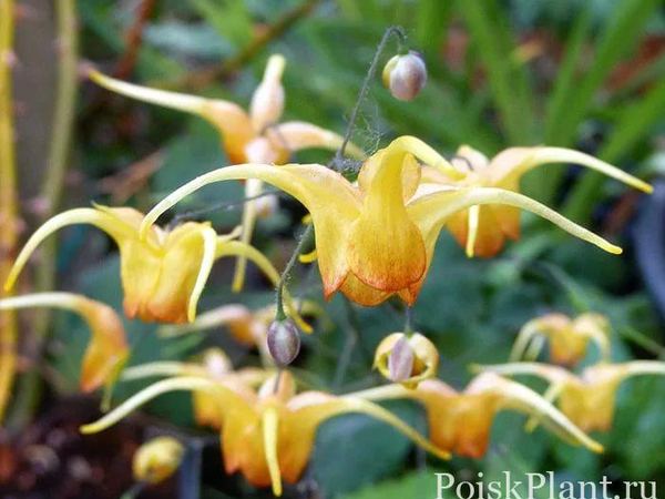 Горянка крупноцветковая Amber Queen