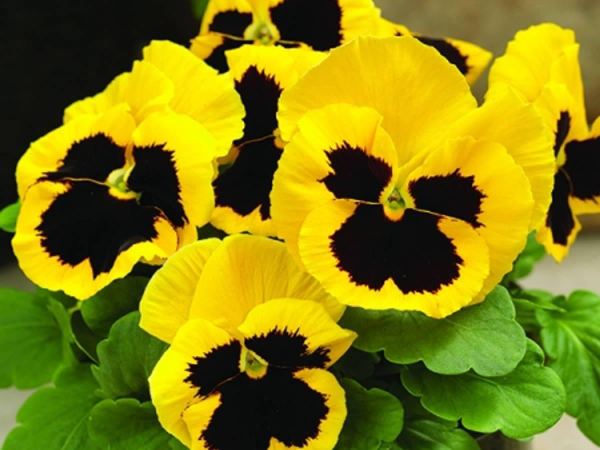 Виола виттрока Speedy Yellow With Blotch