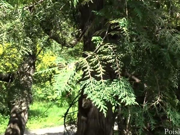 Туя западная Ellwangeriana