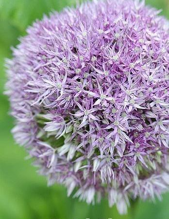 Лук декоративный Round and Purple