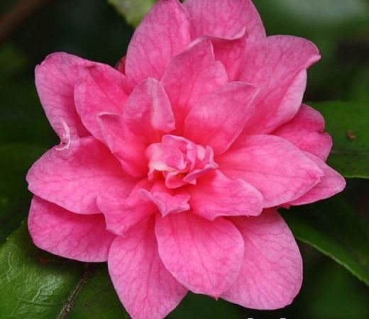 Камелия гибридная Fragrant Pink