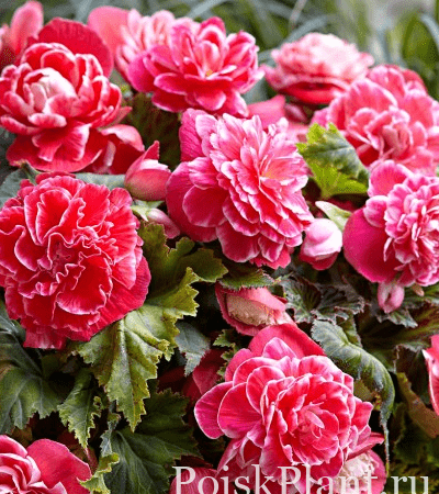 Бегония клубневая Camelia