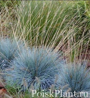 Овсяница сизая Blauglut
