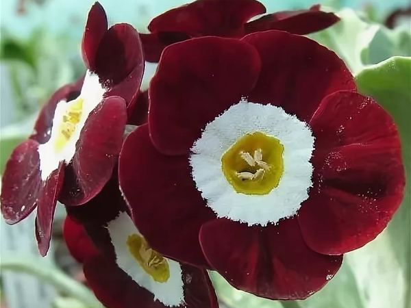 Примула ушковая Gizabroon