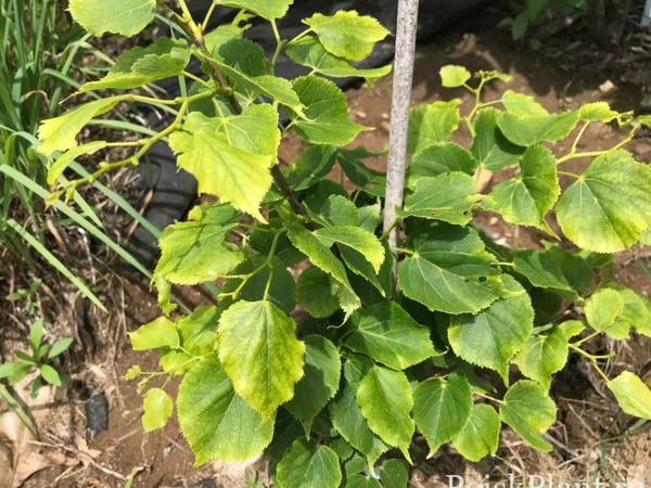 Липа сердцевидная Girard's Pendula Nana