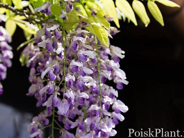 Глициния короткогроздевая Мурасаки Дукс