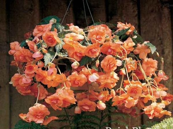 Бегония клубневая Hanging Basket Aprico