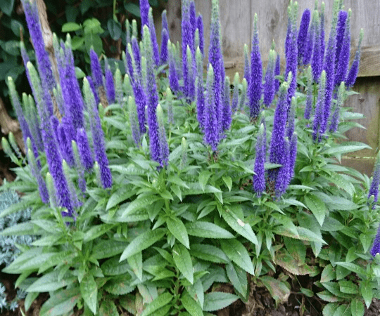 Вероника колосистая lster Dwarf Blue