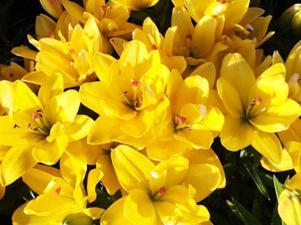 Лилия азиатская Yellow Bellies