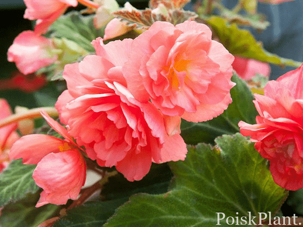 Бегония клубневая Cascade Odorosa Sweet Pink