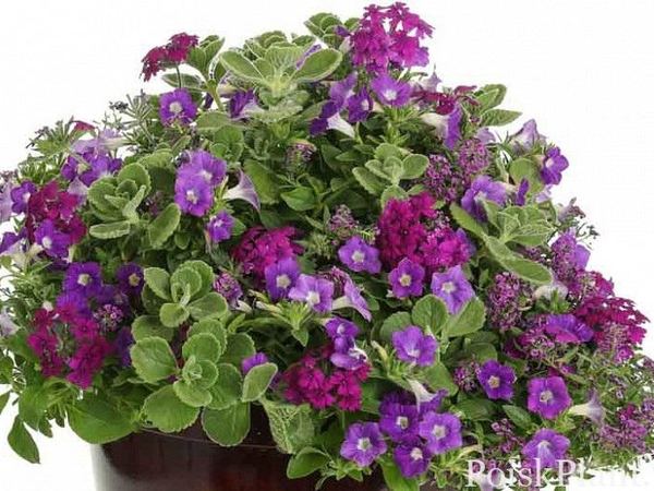 Петуния гибридная Supertunia Morning Glory Charm