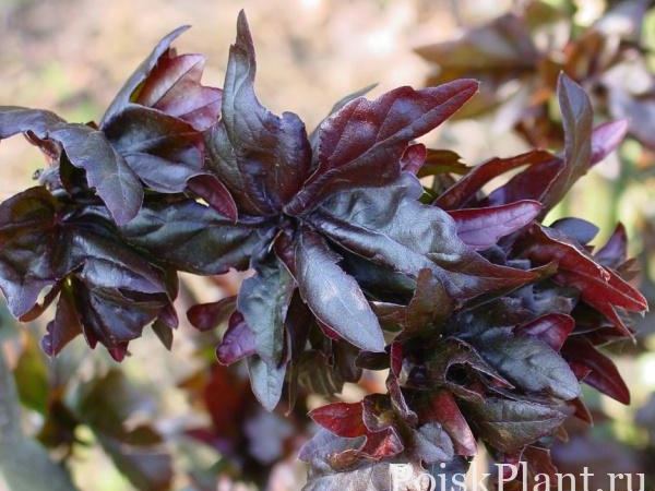 Бук европейский Brathay Purple