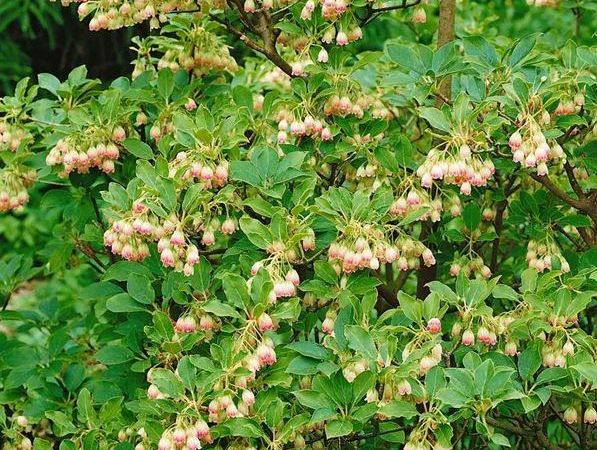 Энкиантус колокольчатый Albiflorus