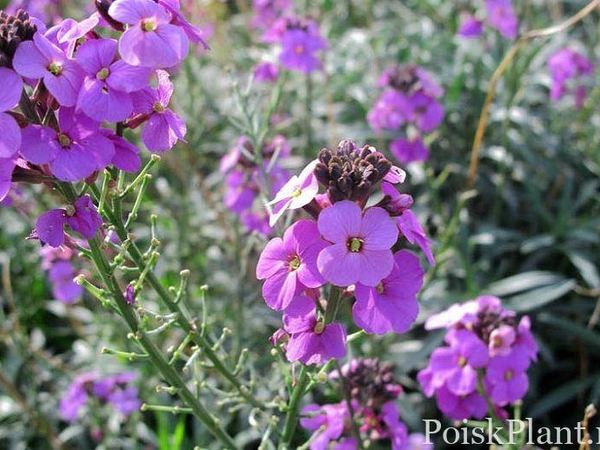 Желтушник гибридный Bowles Mauve