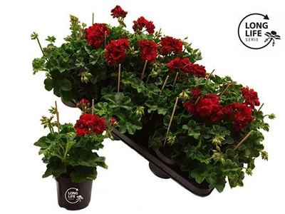 Пеларгония плющелистная Дабл Дарк Ред