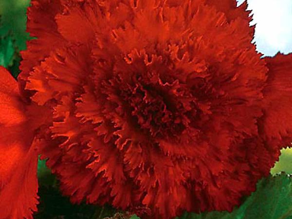 Бегония клубневая Ruffled Red