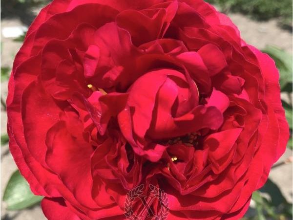 Пион травянистый Drusus