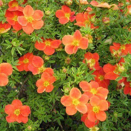 Лапчатка кустарниковая Hopleys Orange