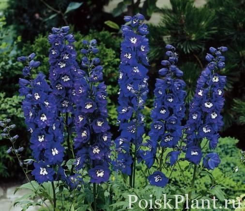 Дельфиниум гибридный Magic Fountains Dark Blue White Bee
