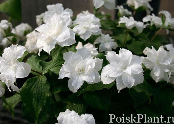 Триллиум крупноцветковый Flore Pleno