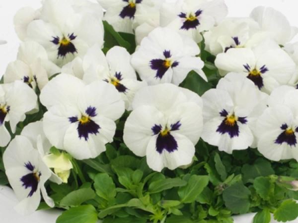 Виола виттрока Sorbet White