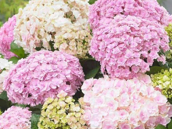 Гортензия крупнолистная Доппио Нувола