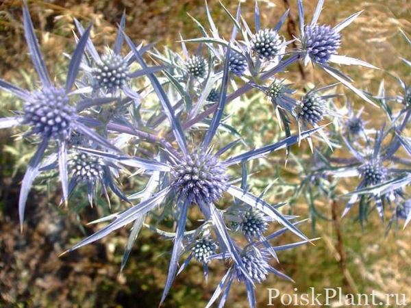Синеголовник бурже Picos Amethyst