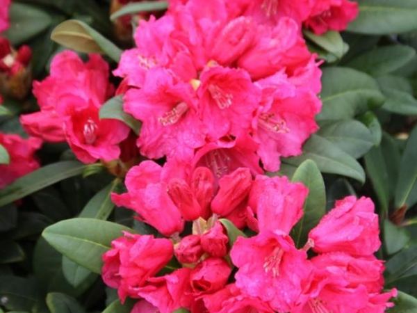 Рододендрон гибридный Rote Liebe