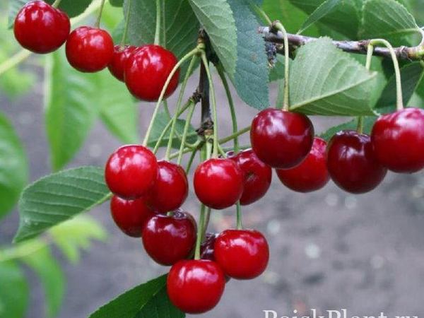 Слива обыкновенная Зарянка