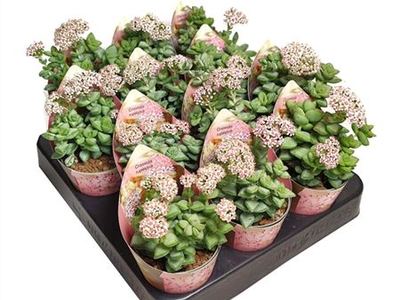 Крассула скальная Рупестрис