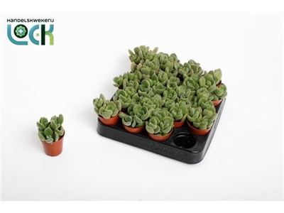 Котиледон ледисмитский Танз