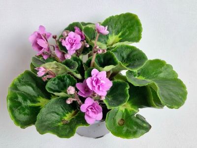 Сенполия Иоланта Рококо Роз