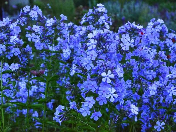 Флокс метельчатый Blue Boy