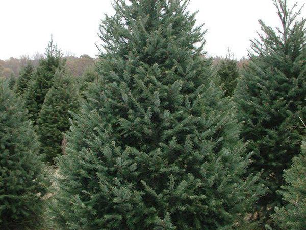 Псевдотсуга Мензиса Glauca