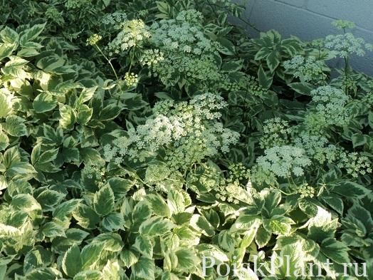 Сныть обыкновенная Variegata