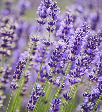 Лаванда узколистная Royal Purple