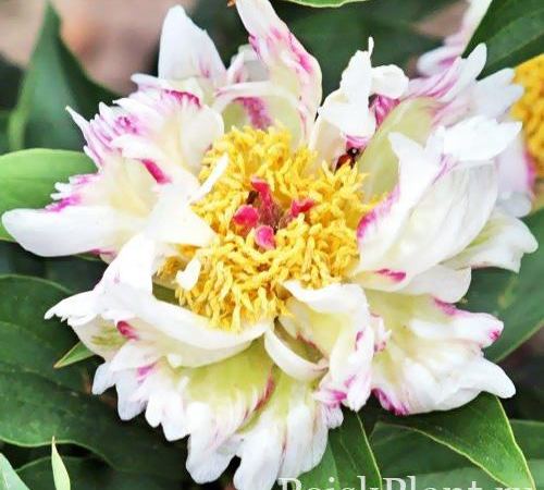 Пион травянистый Crazy Daisy