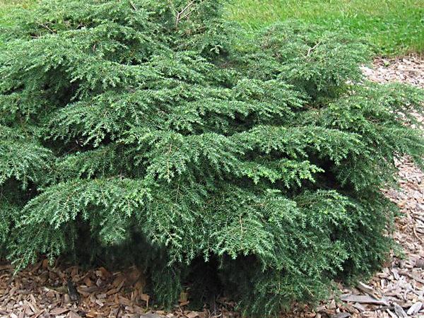 Тсуга канадская Nana Gracilis