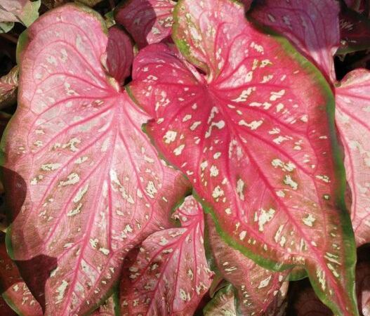 Каладиум гибридный Heart to Heart Caribbean Coral