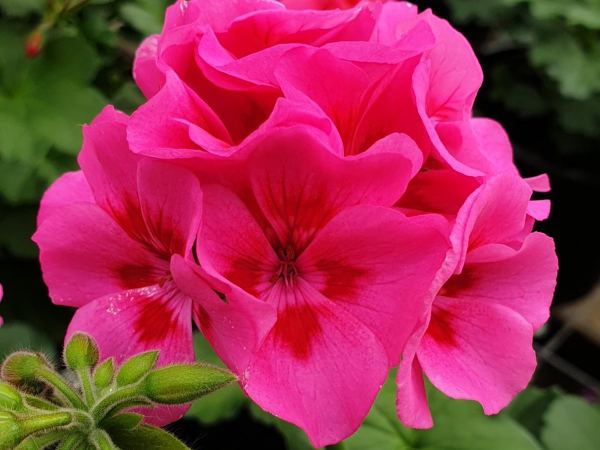 Пеларгония межвидовая TWOinONE Hot Pink Splash