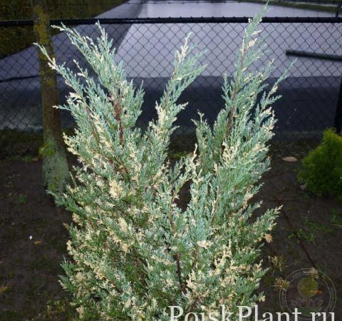 Можжевельник скальный Blue Arrow Variegata