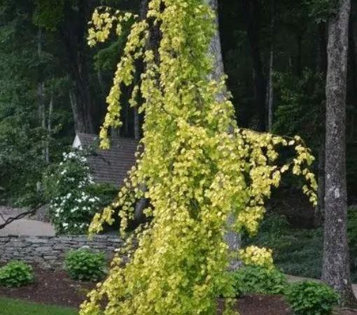 Бук европейский Aurea Pendula