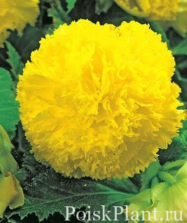 Бегония клубневая Ruffled Yellow