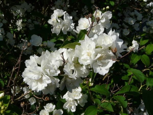 Чубушник гибридный Bouquet Blanc