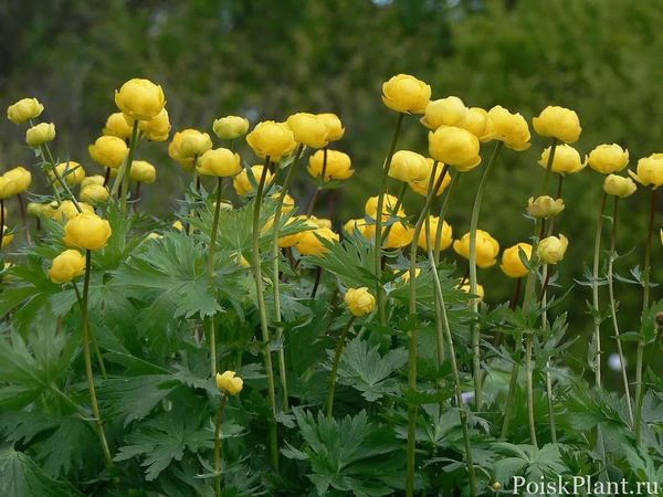 Купальница европейская