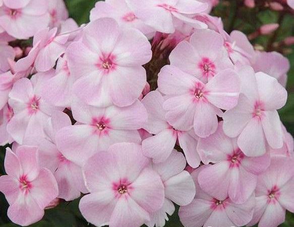 Флокс метельчатый Cotton Candy