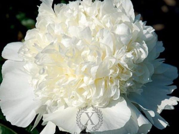 Пион травянистый Bridal Grace
